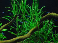 Снимка на Hygrophila salicifolia (Vahl Nees, 1832)